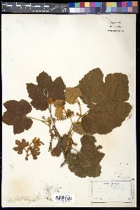 Vitis aestivalis var. lincecumii image