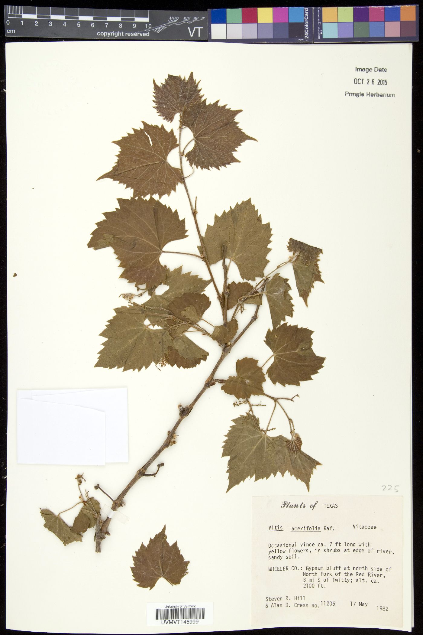 Vitis acerifolia image