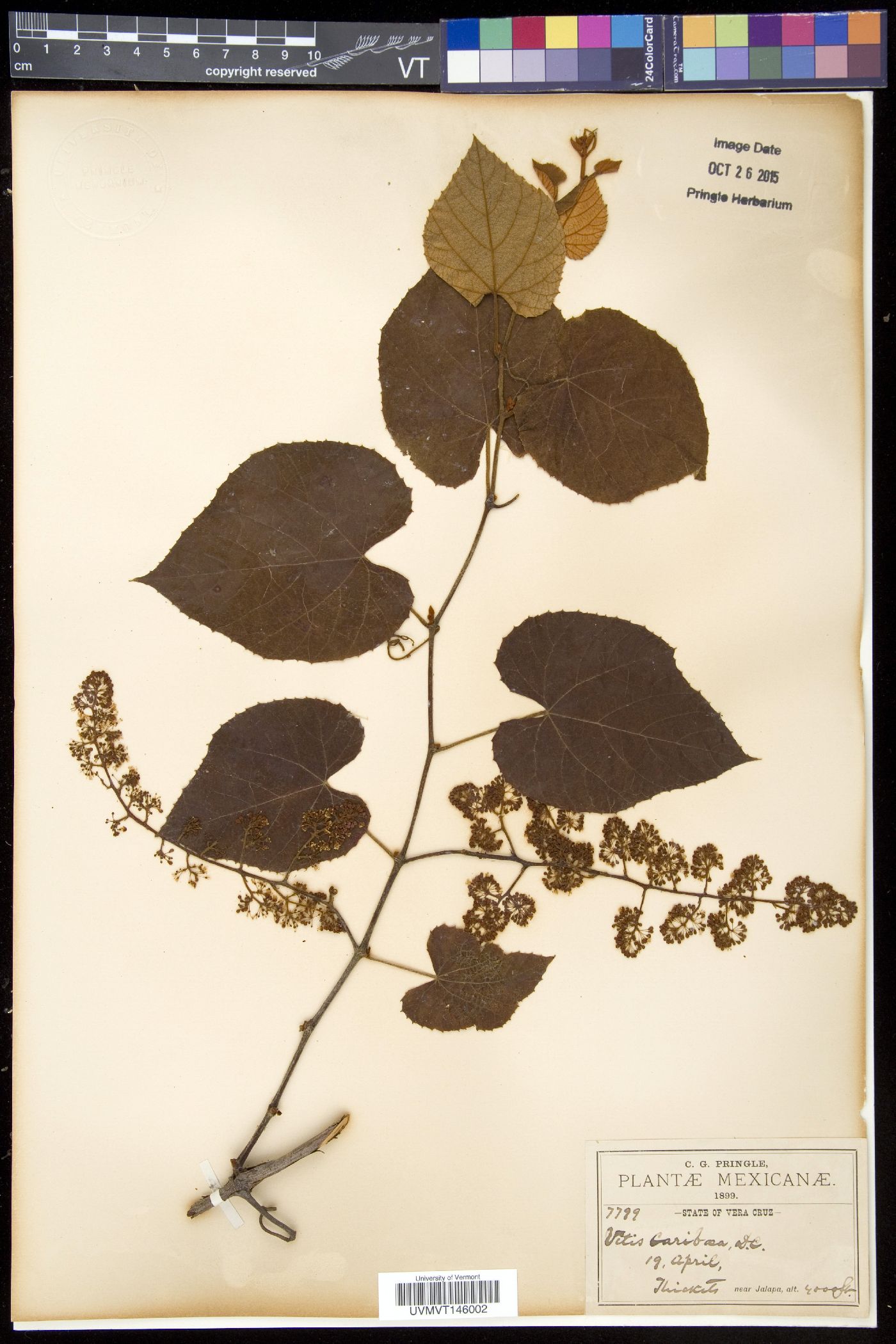 Vitis caribaea image