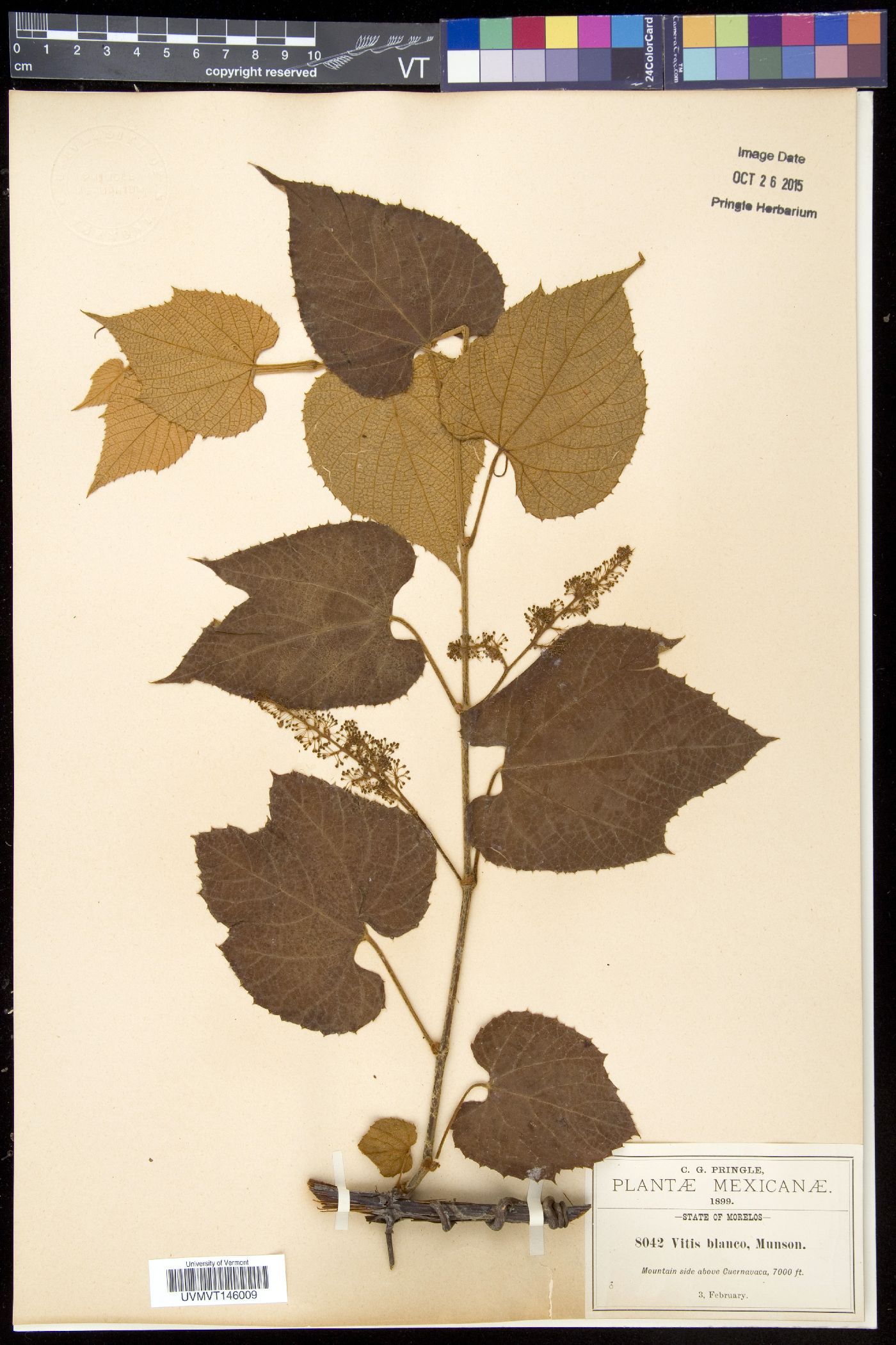 Vitis blancoi image