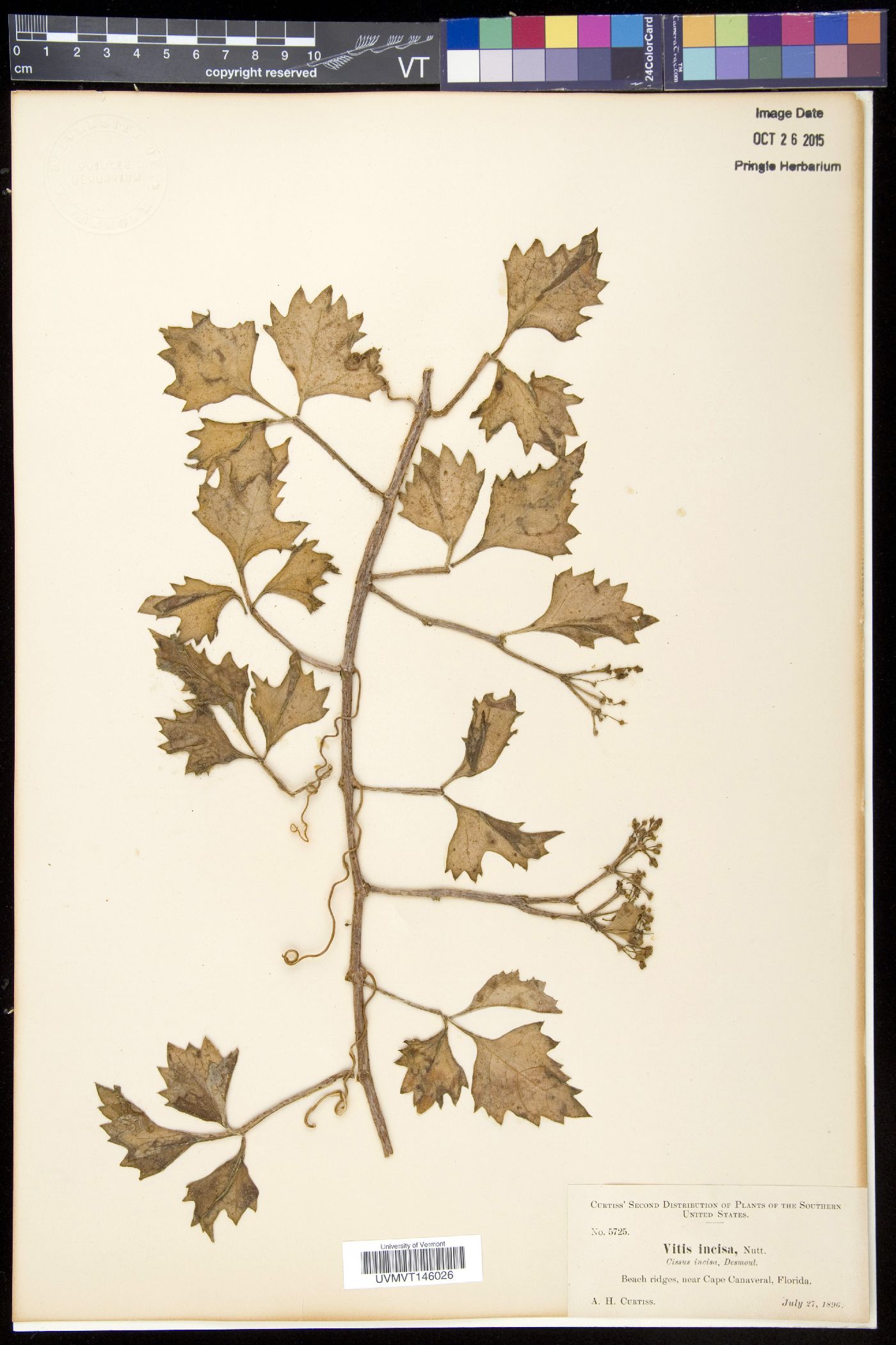 Vitis incisa image