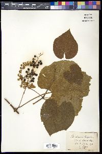 Vitis cinerea image