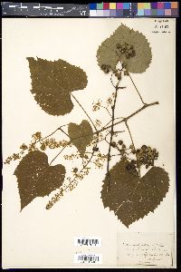 Vitis cordifolia image