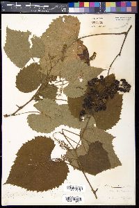 Vitis cordifolia image