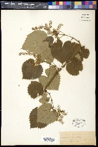 Vitis cordifolia image