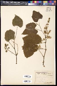 Vitis cordifolia image