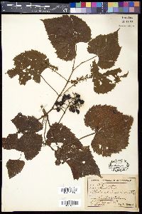 Vitis cordifolia image