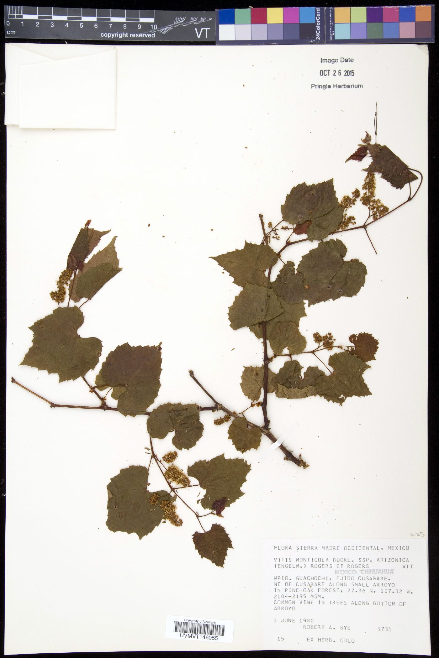 Vitis monticola subsp. arizonica image
