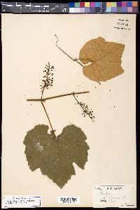 Vitis labrusca image