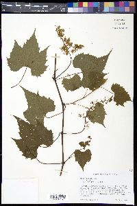 Vitis palmata image