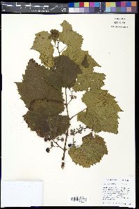 Vitis riparia image