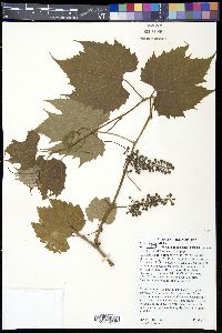 Vitis riparia image