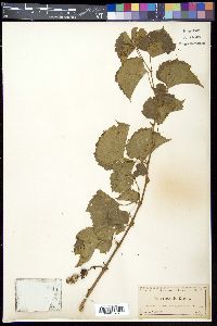 Vitis rupestris image