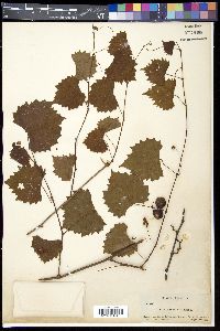 Vitis rotundifolia image