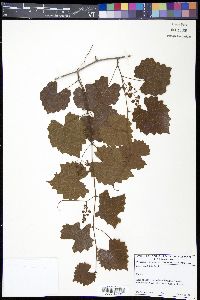 Vitis rotundifolia image