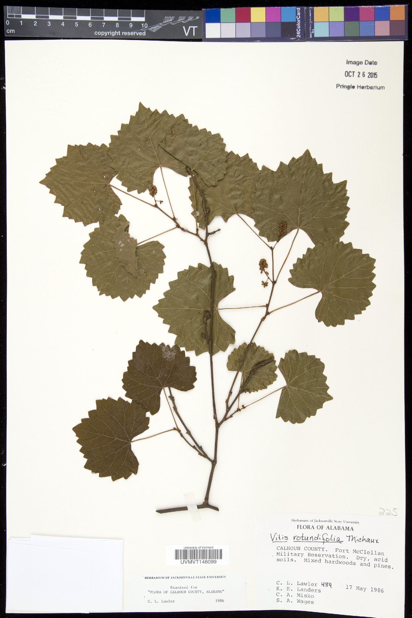 Vitis rotundifolia image