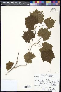 Vitis rotundifolia image