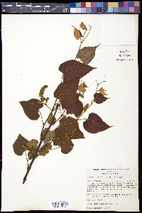 Vitis tiliaefolia image