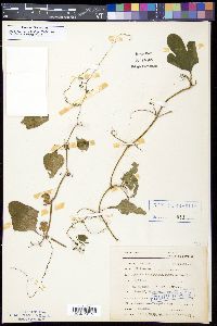 Vitis tiliaefolia image