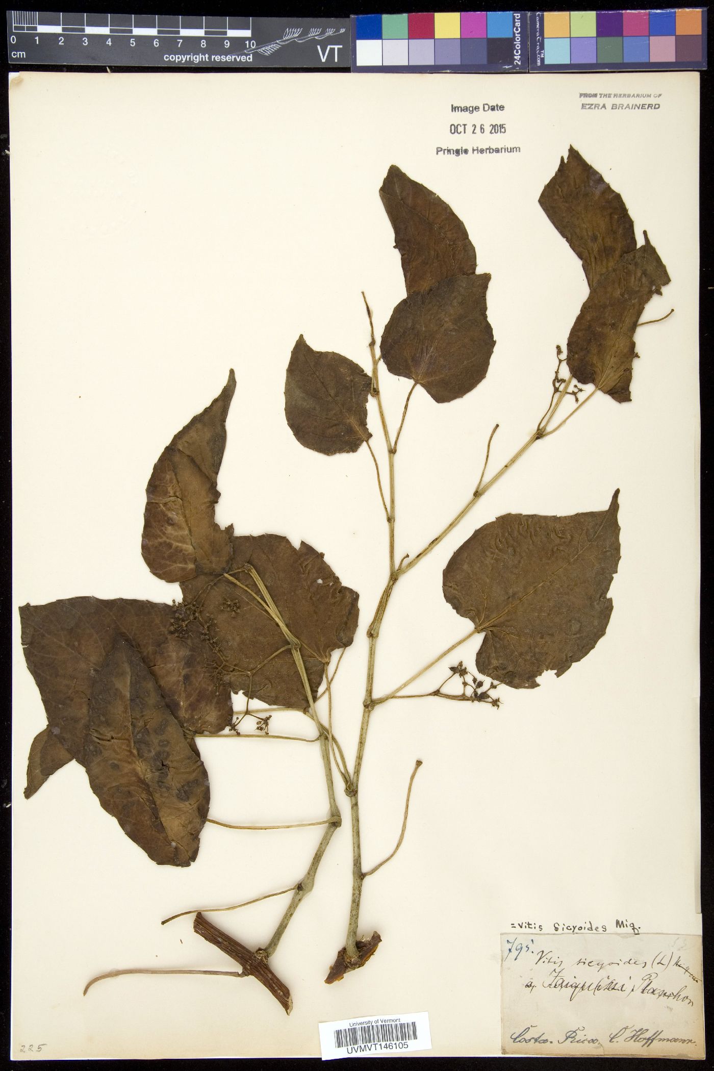 Cissus verticillata subsp. verticillata image