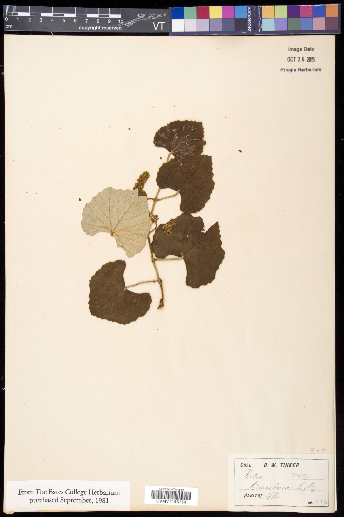 Vitis caribaea image