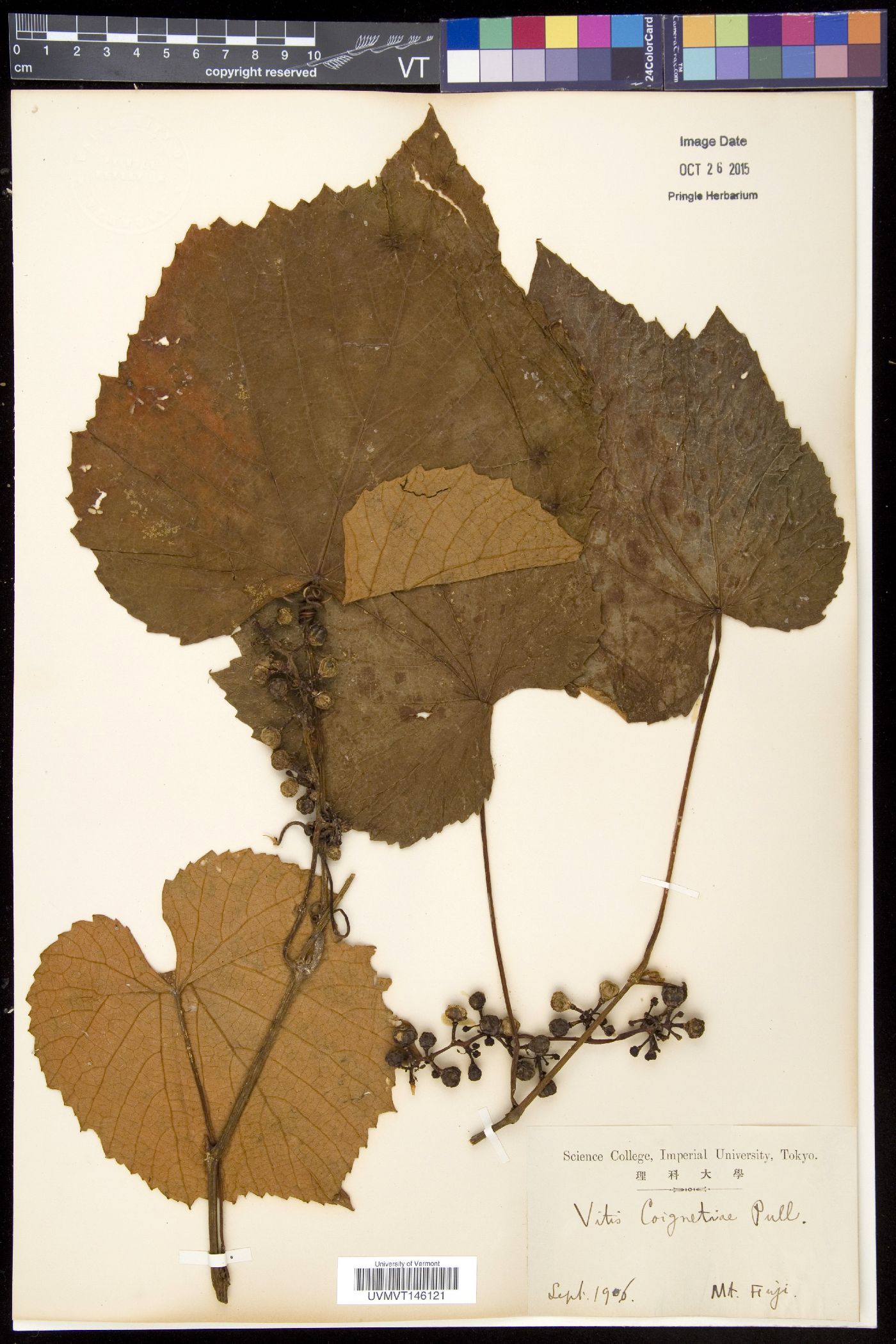 Vitis coignetiae image