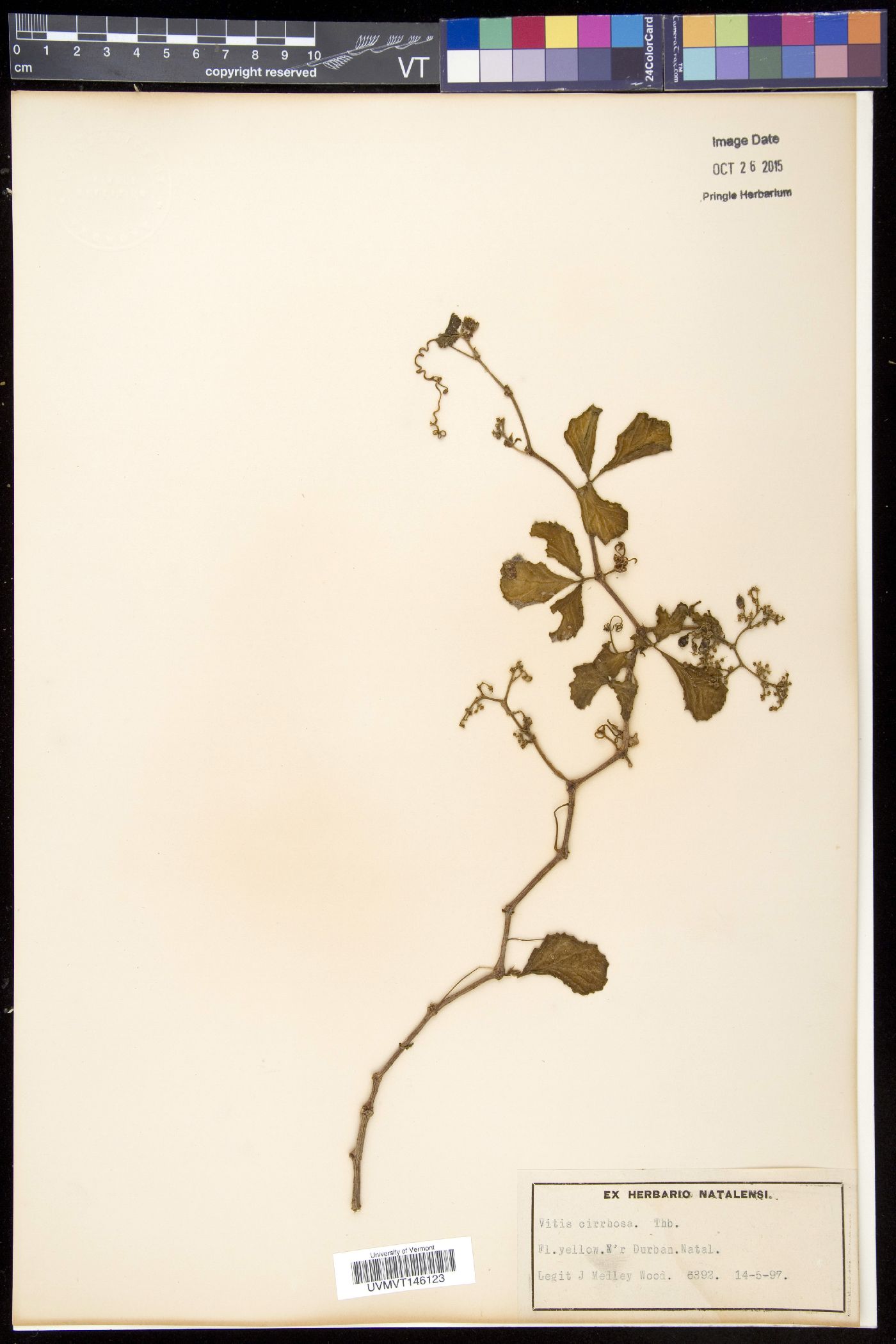 Cyphostemma cirrhosum subsp. cirrhosum image