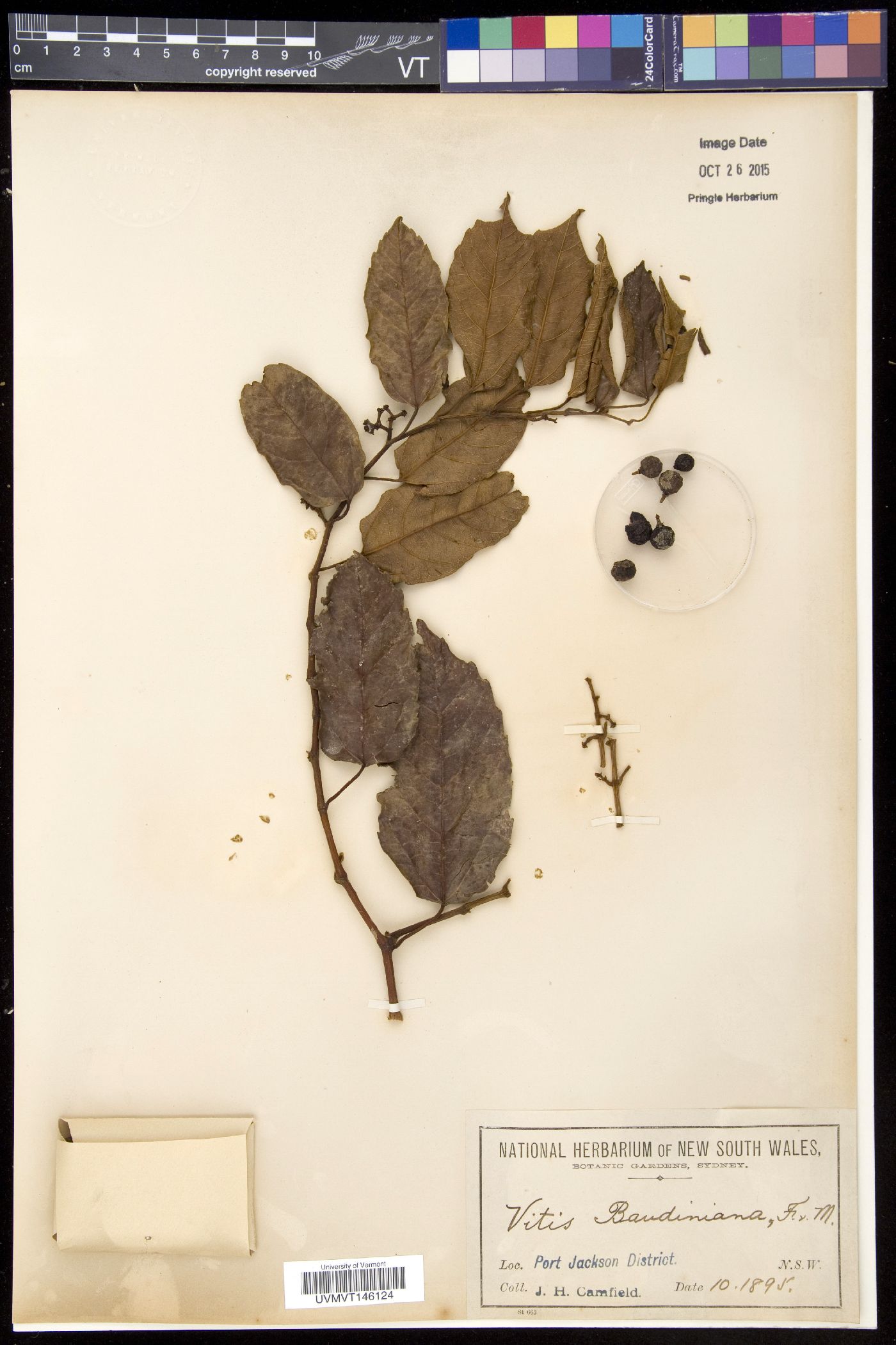 Cissus antarctica image