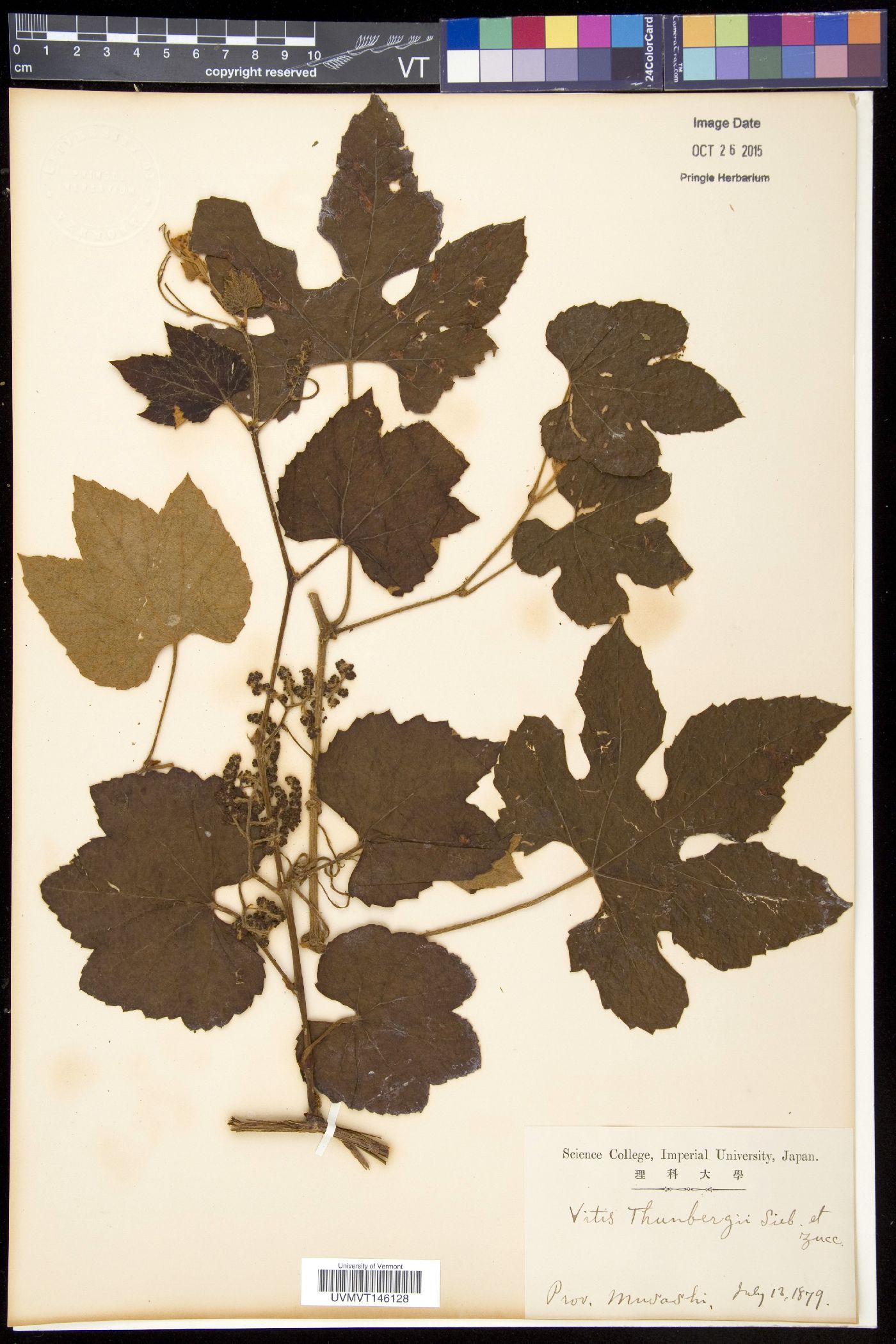 Vitis thunbergii image