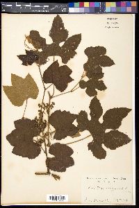 Vitis thunbergii image