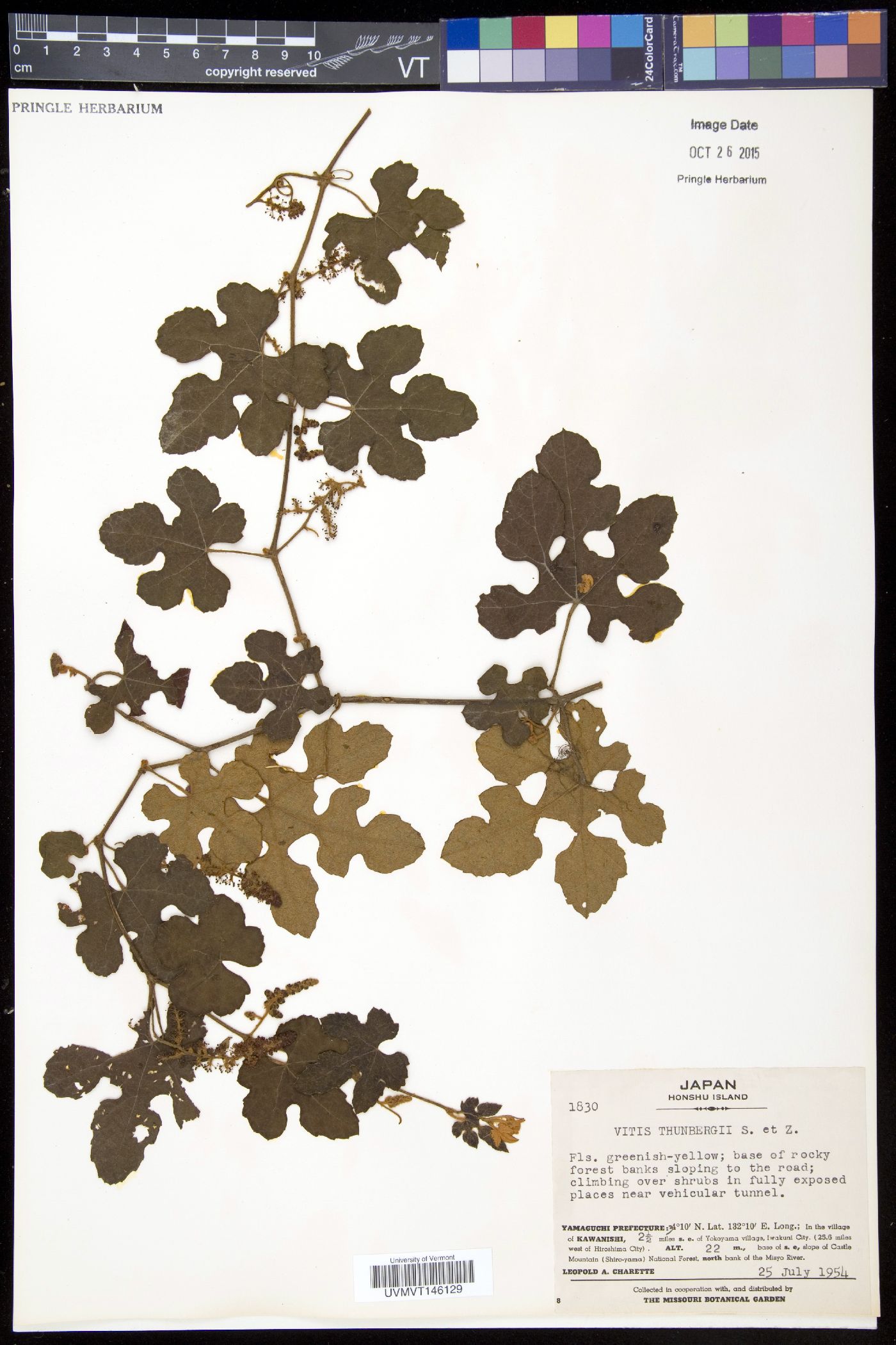 Vitis thunbergii image