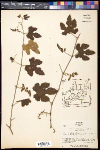 Vitis thunbergii image