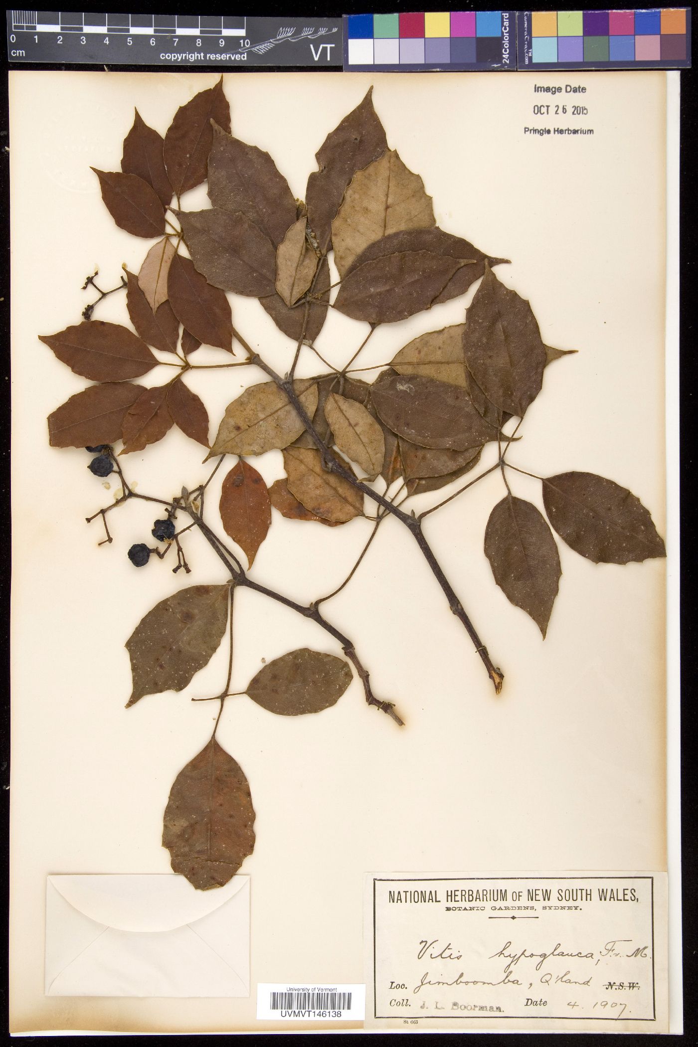 Nothocissus hypoglauca image