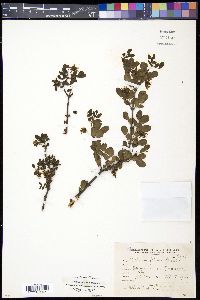 Bulnesia foliosa image