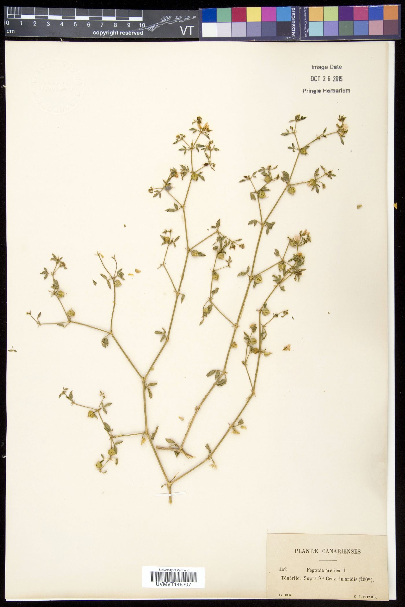 Fagonia cretica image