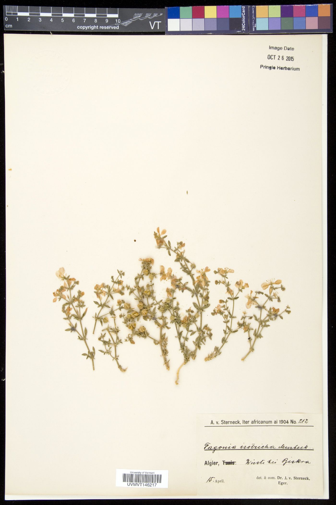 Fagonia latifolia image