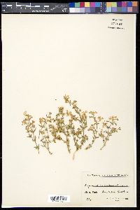Image of Fagonia latifolia
