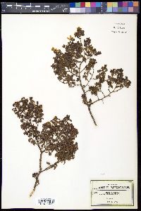 Larrea tridentata image