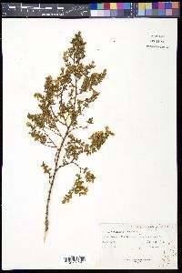 Larrea tridentata image