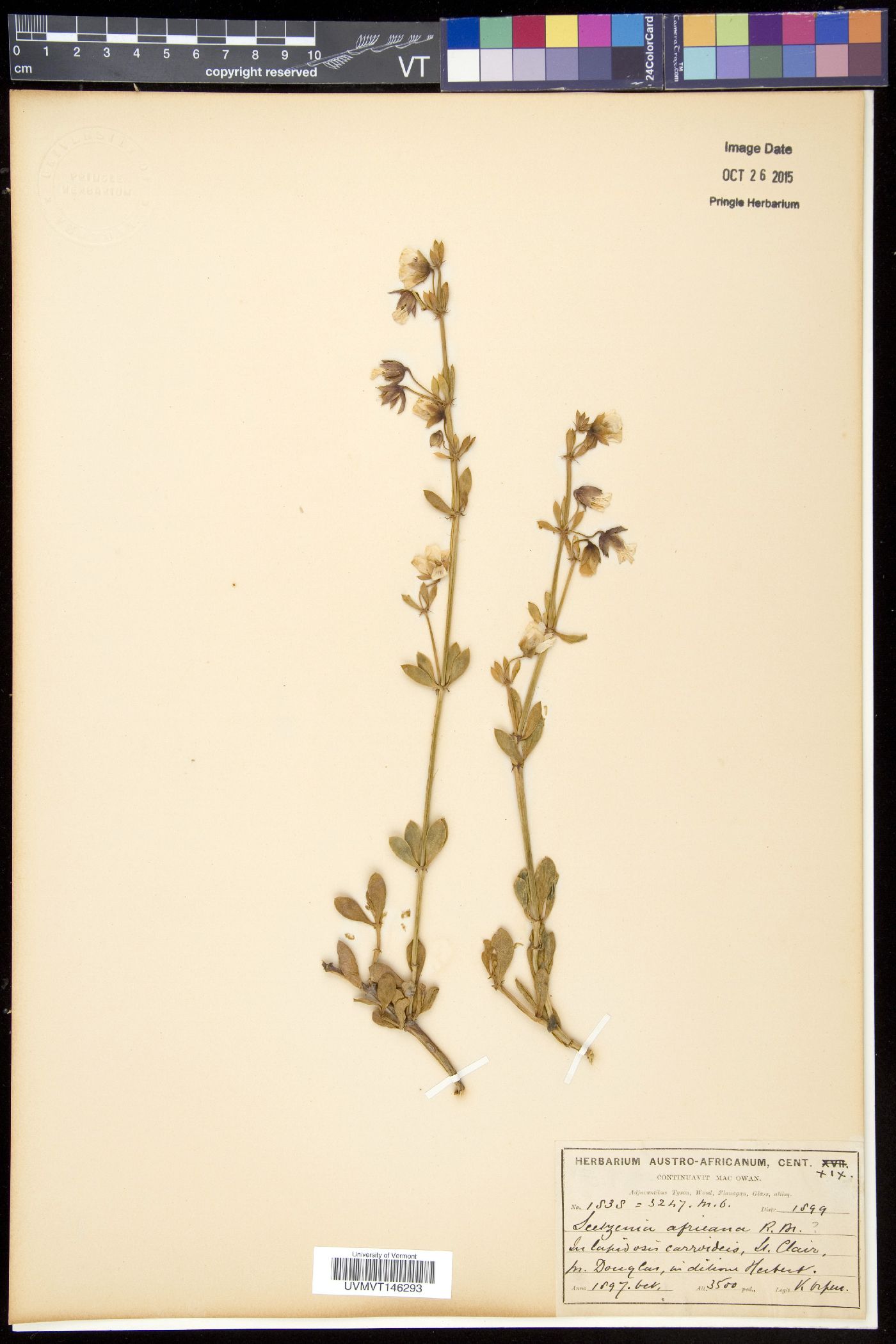Seetzenia lanata image