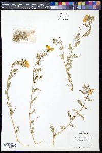 Tribulus cistoides image