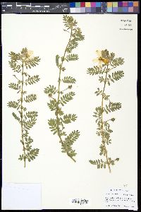 Tribulus cistoides image