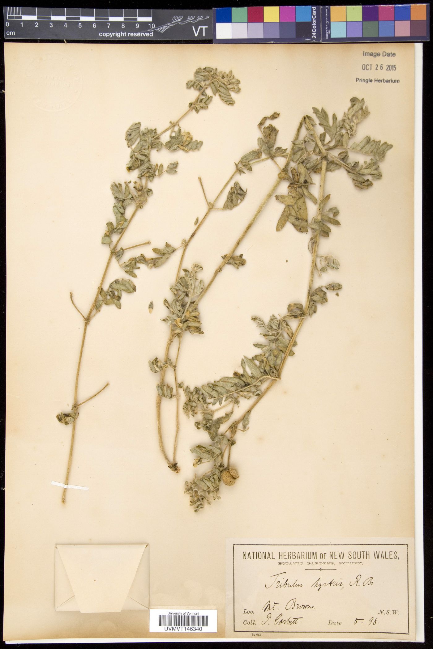 Tribulus hystrix image