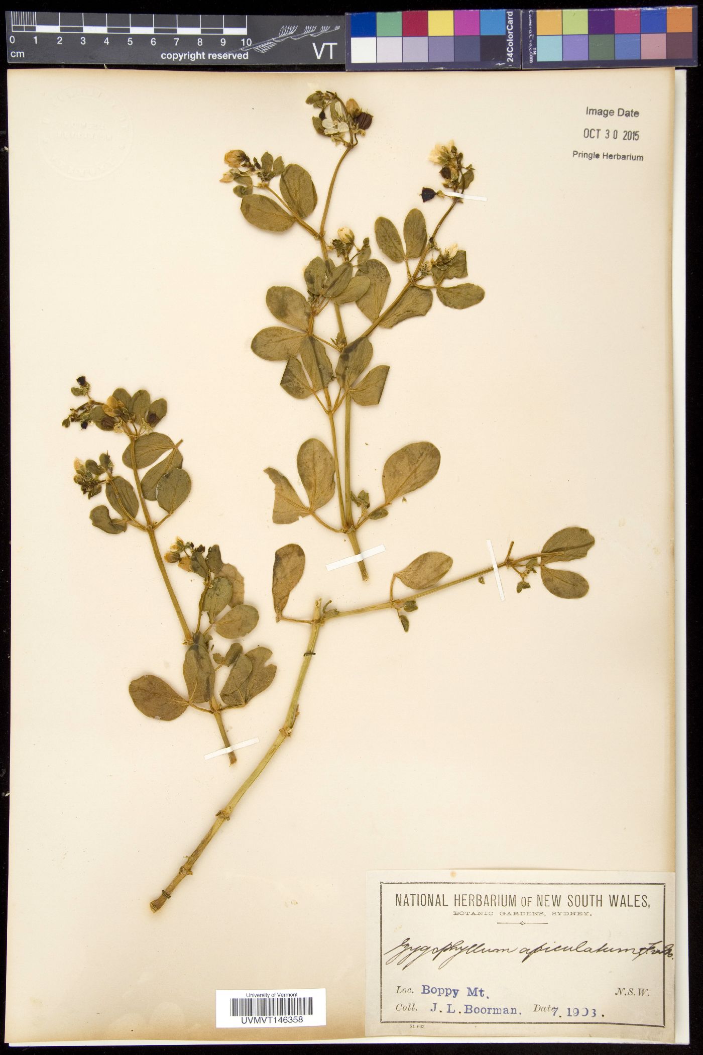 Roepera apiculata image
