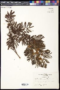 Acacia angustissima image