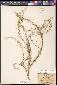 Acacia biaciculata image