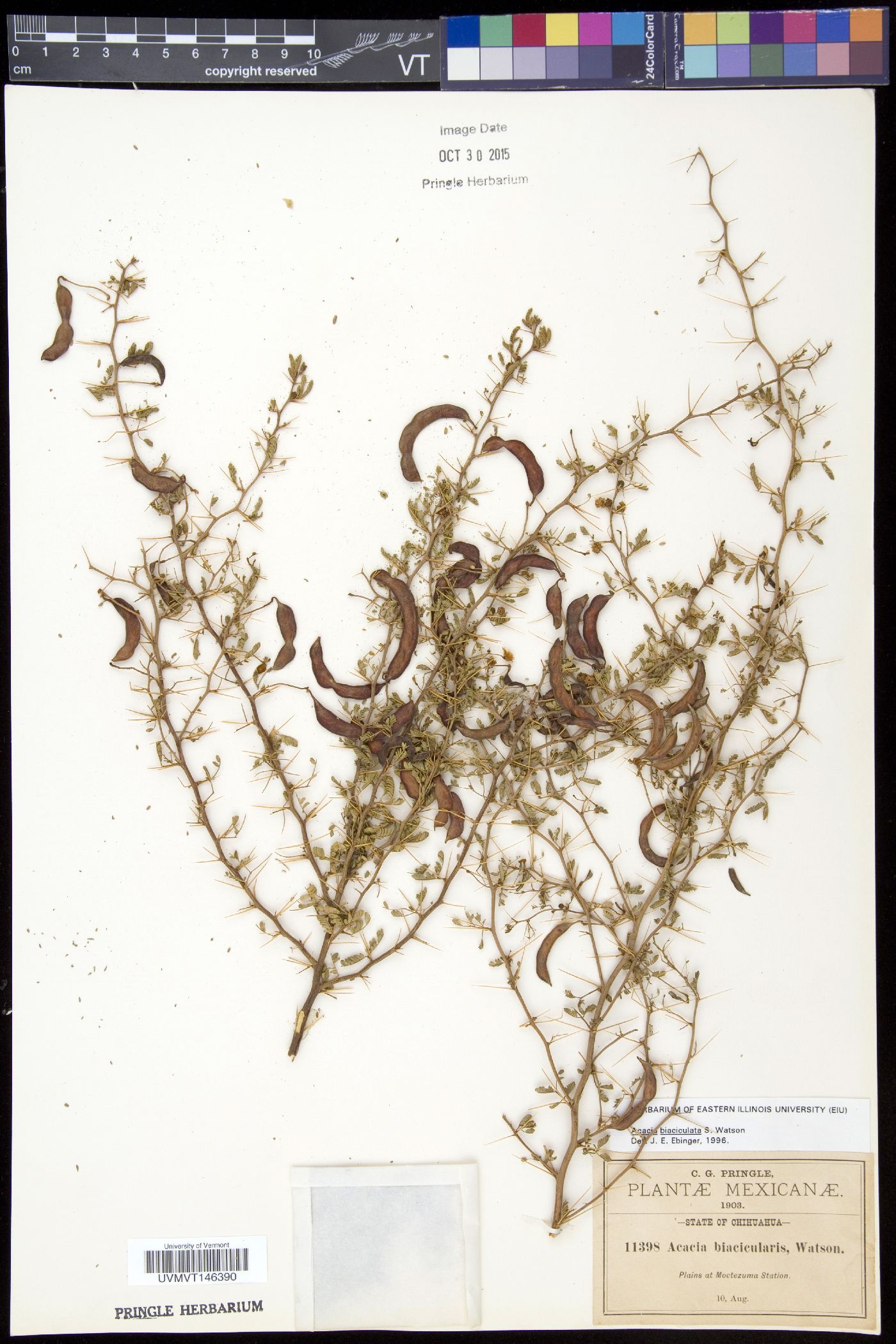 Acacia biaciculata image