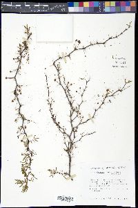 Acacia pinetorum image