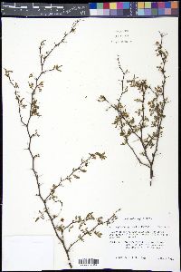 Acacia pinetorum image