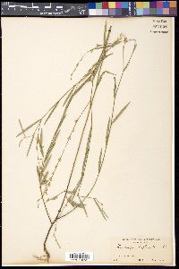 Alysicarpus bupleurifolius image